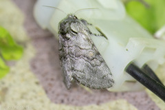 Pseudopanthea palata