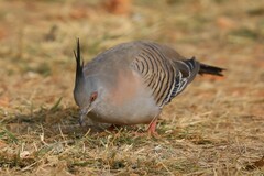 Ocyphaps lophotes whitlocki