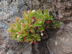 Vaccinium cespitosum