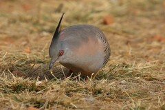 Ocyphaps lophotes whitlocki