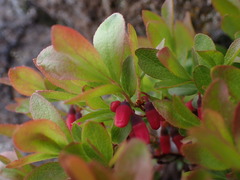 Vaccinium cespitosum