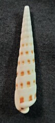 Terebra formosa