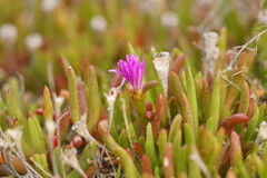 Carpobrotus modestus