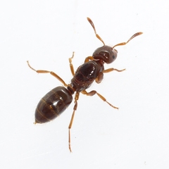 Lasius claviger