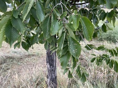 Ulmus americana