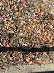 Epilobium brachycarpum