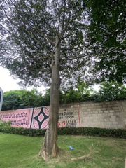 Ceiba pentandra