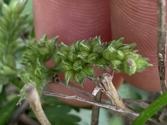 Polycarpon tetraphyllum