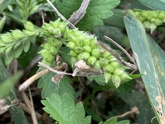 Polycarpon tetraphyllum