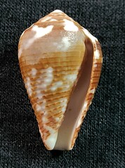 Conus catus