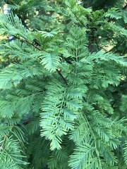 Metasequoia