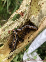 Spodoptera picta