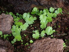 Romanzoffia sitchensis