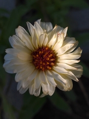 Calendula officinalis