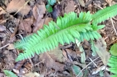 Polystichum
