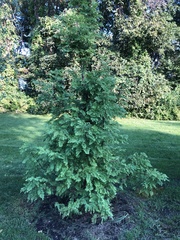 Metasequoia