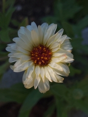 Calendula officinalis