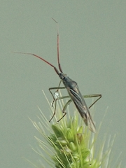 Leptopterna dolabrata