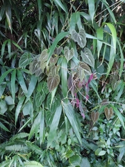 Dioscorea dodecaneura