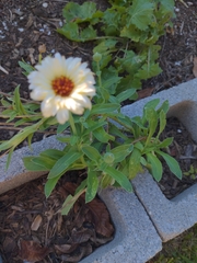 Calendula officinalis