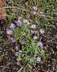 Dieteria bigelovii