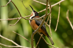 Acanthorhynchus tenuirostris