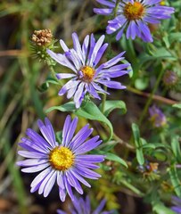 Dieteria bigelovii