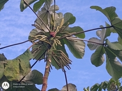 Cecropia ficifolia