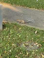 Sciurus carolinensis