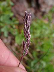 Poa