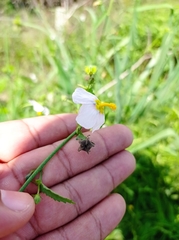 Kosteletzkya depressa