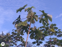 Cecropia ficifolia