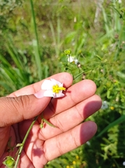 Kosteletzkya depressa