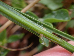 Poa