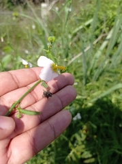 Kosteletzkya depressa