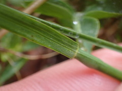Poa