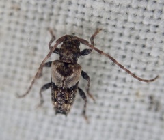 Pogonocherus hispidus