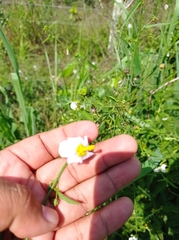 Kosteletzkya depressa