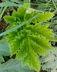 Acanthus mollis