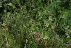 Erodium moschatum