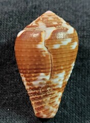 Conus catus