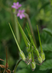 Erodium moschatum