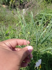 Kosteletzkya depressa