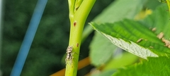 Salticus scenicus