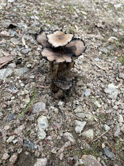 Coprinopsis romagnesiana