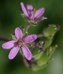 Erodium moschatum