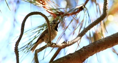 Lophophanes cristatus