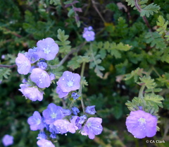 Phacelia ciliata