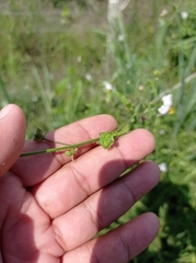 Kosteletzkya depressa