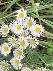 Erigeron annuus